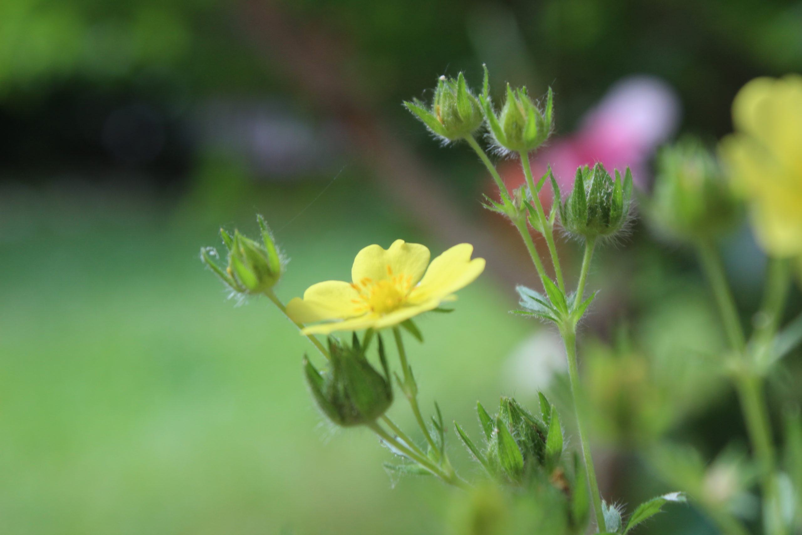 Mehr Nachhaltigkeit im KONZEPTGARTEN